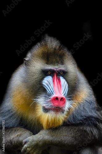 Fotografia portrait of mandrill staring at the camera