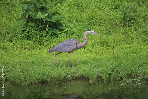 great heron in the marsh