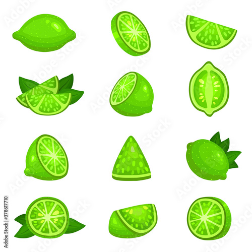 Lime whole, half, segments, slice, leaves set. Citrus fruits green round juicy.