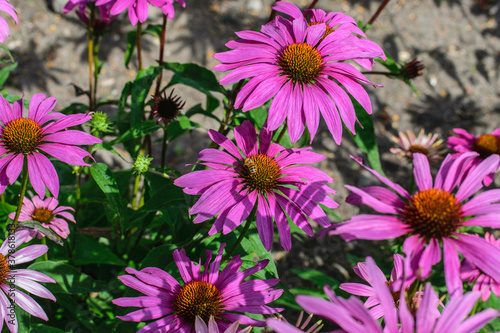 Echinacea purpurea summer bright floral lilac background