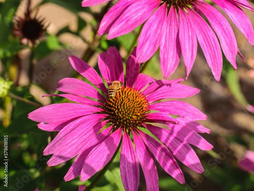 A bee sits on a purpurea echinacea flower and collects nectar.