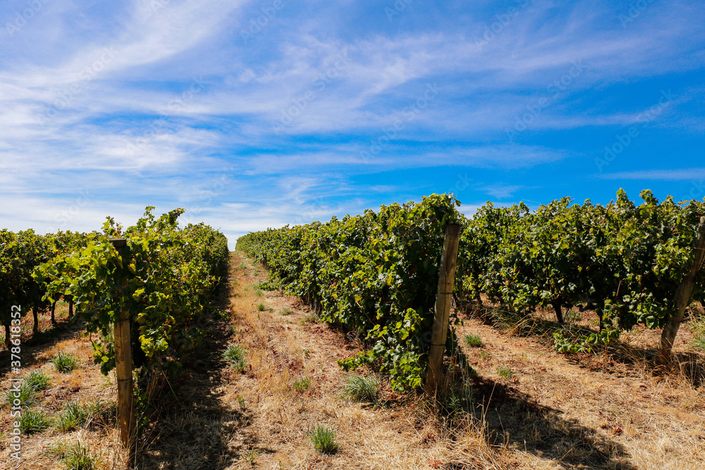 Naklejka premium Fila de Viñedos 