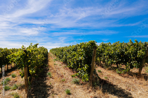 Fila de Viñedos 