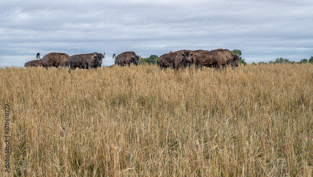 Bison (Buffalo) on the Alberta prairies