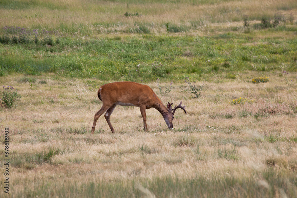 Fototapeta premium Buck grazing in a field of grass