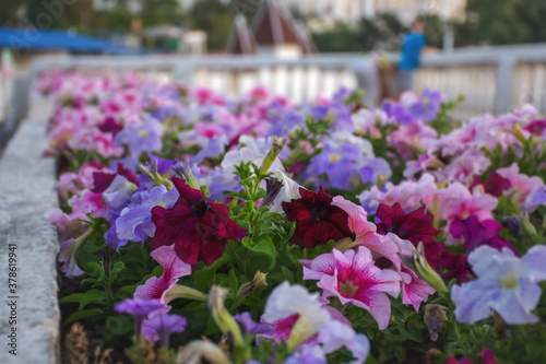 Multicolored petunias close-up on a blurry city background. Flower bed in selective focus. Soft sunset light. Landscape gardening. Small depth of field and soft focus. Light lilac and pink shades. © Anna Pismenskova