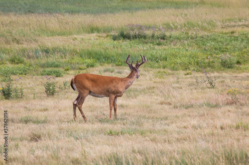 Deer outdoors in a field of grass