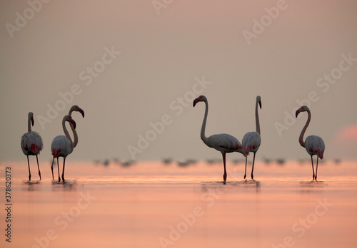 Greater Flamingos in the morning hours, Asker coast, Bahrain © Dr Ajay Kumar Singh