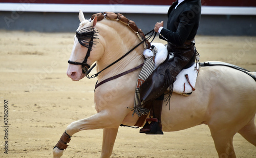 precioso caballo español