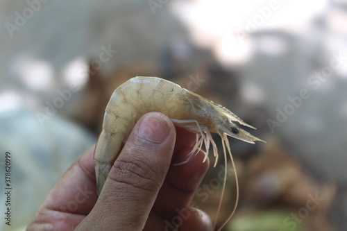 prawn on hand shrimp in hand close view
