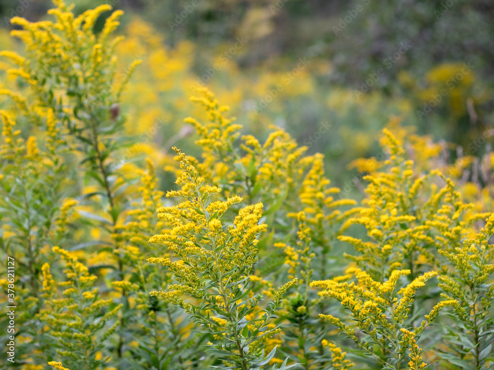 yellow wild flowers 