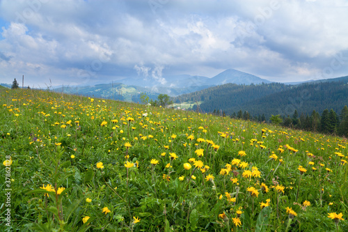Mountain meadow with bright flowers, mountains on the horizon.