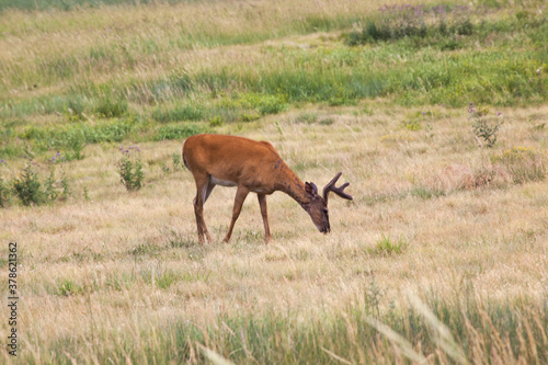 Deer outdoors in a field of grass