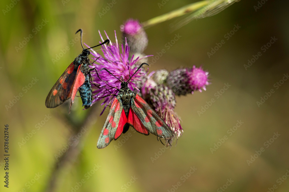2 Sechsfleck-Widderchen auf einer Blüte 2 Sechsfleck-Widderchen auf einer Blüte