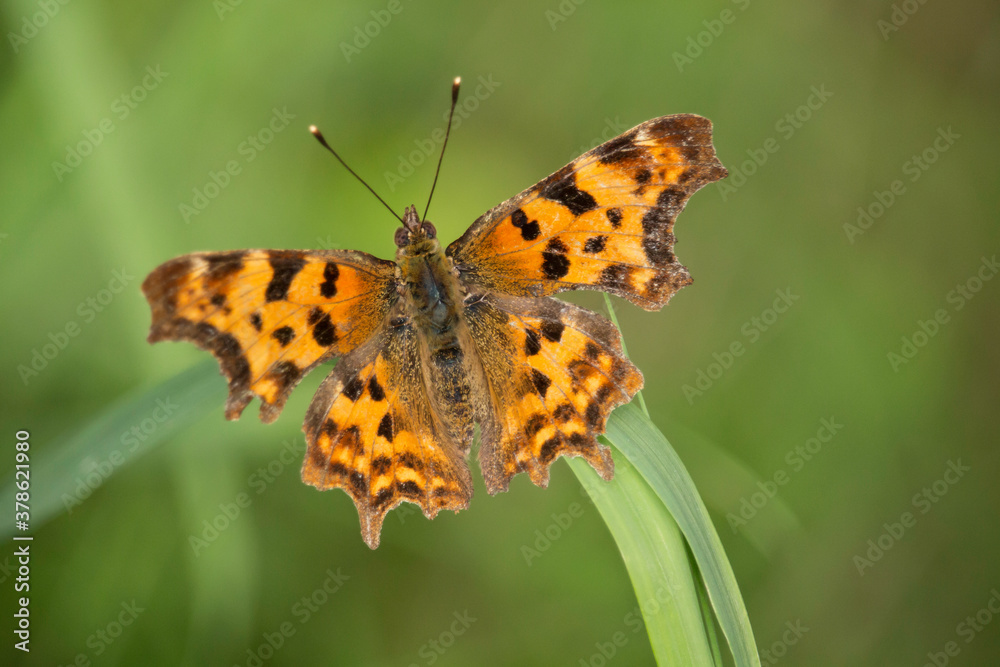 Obraz premium C-Falter