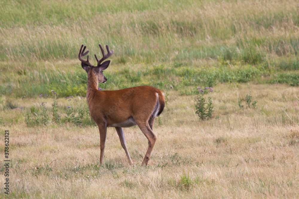 Deer outdoors in a field of grass