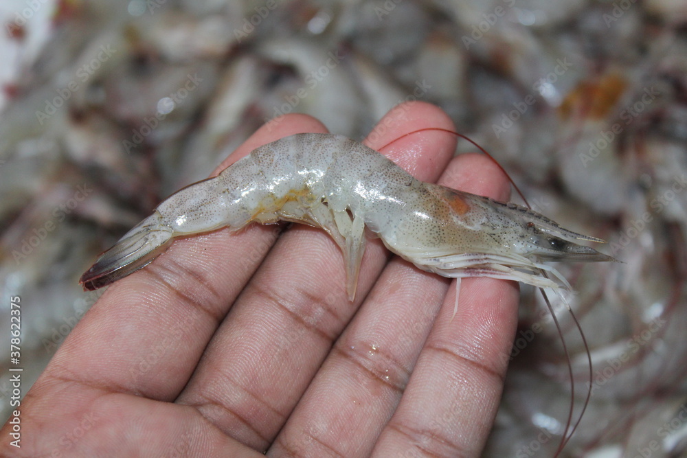 prawn on hand shrimp in hand close view