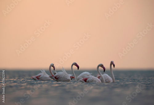 Greater Flamingos in the morning hours at Asker coast, Bahrain