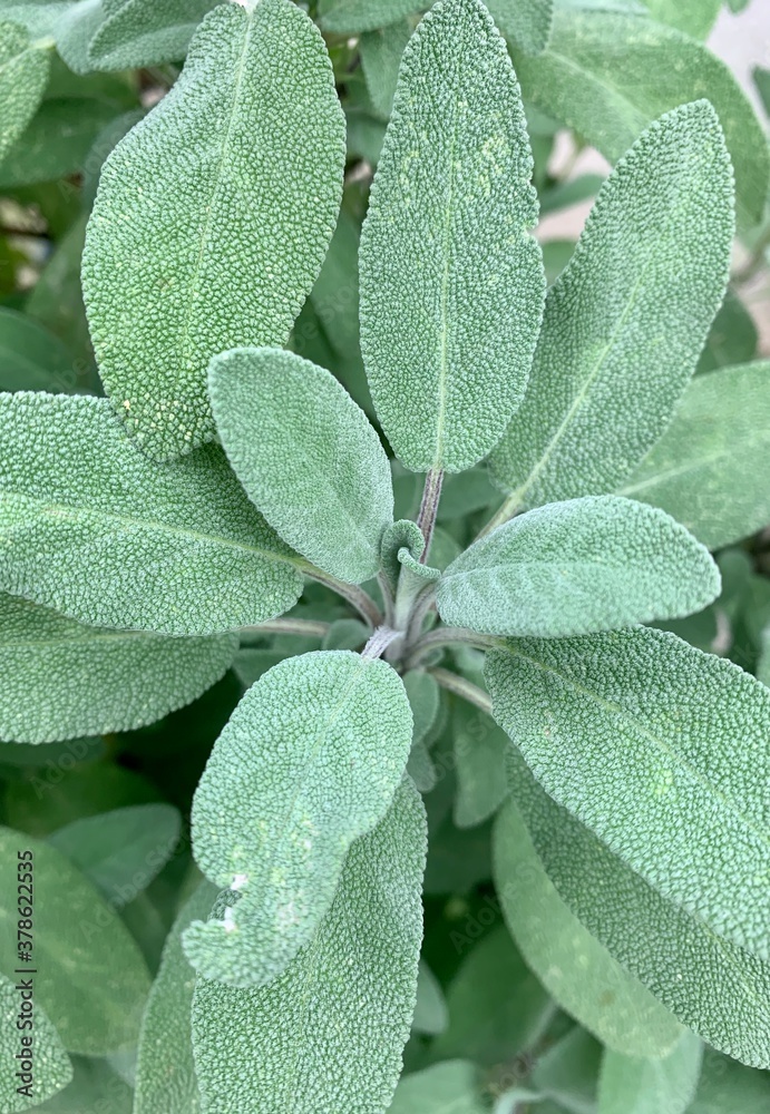 close up of a sage close up of a sage