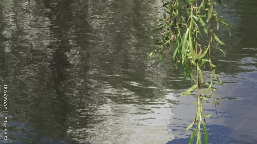 Willow branches over the water Willow branches over the water