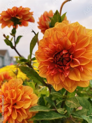 Fototapeta Naklejka Na Ścianę i Meble -  Orange Flowers Close Up Shot