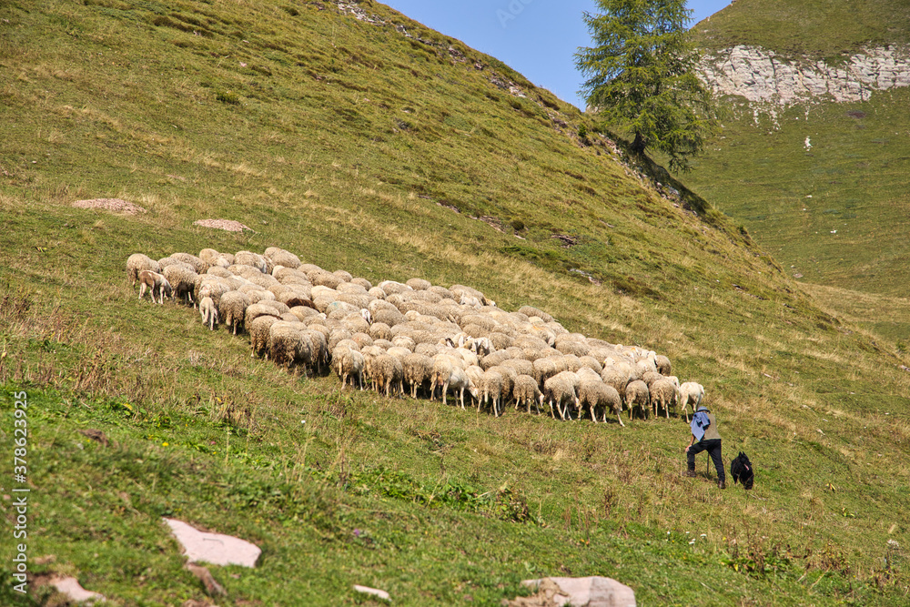 Fototapeta premium Alpeggio con mandria pecore con pastore e cane in montagna in val di Non