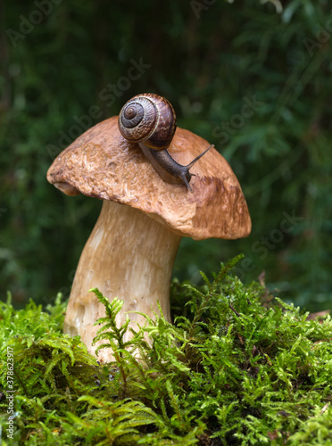 Macro photo of small brown snail sitting on the hat of a cep mushroom growing in the green mosses.