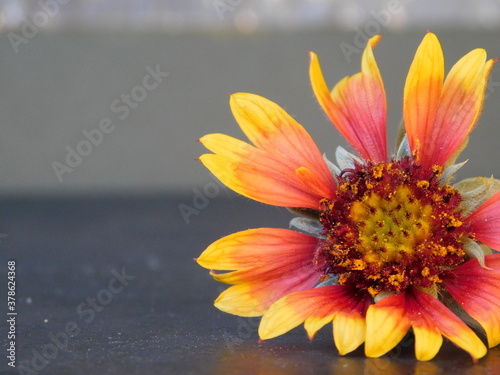 orange flower in the garden