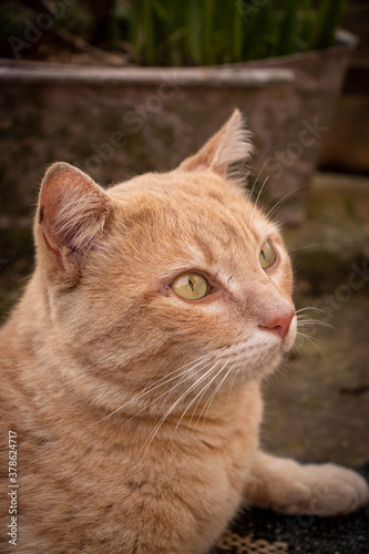 Fototapeta Naklejka Na Ścianę i Meble -  striped caramel cat profile picture resting