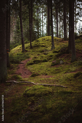 path in the woods photo