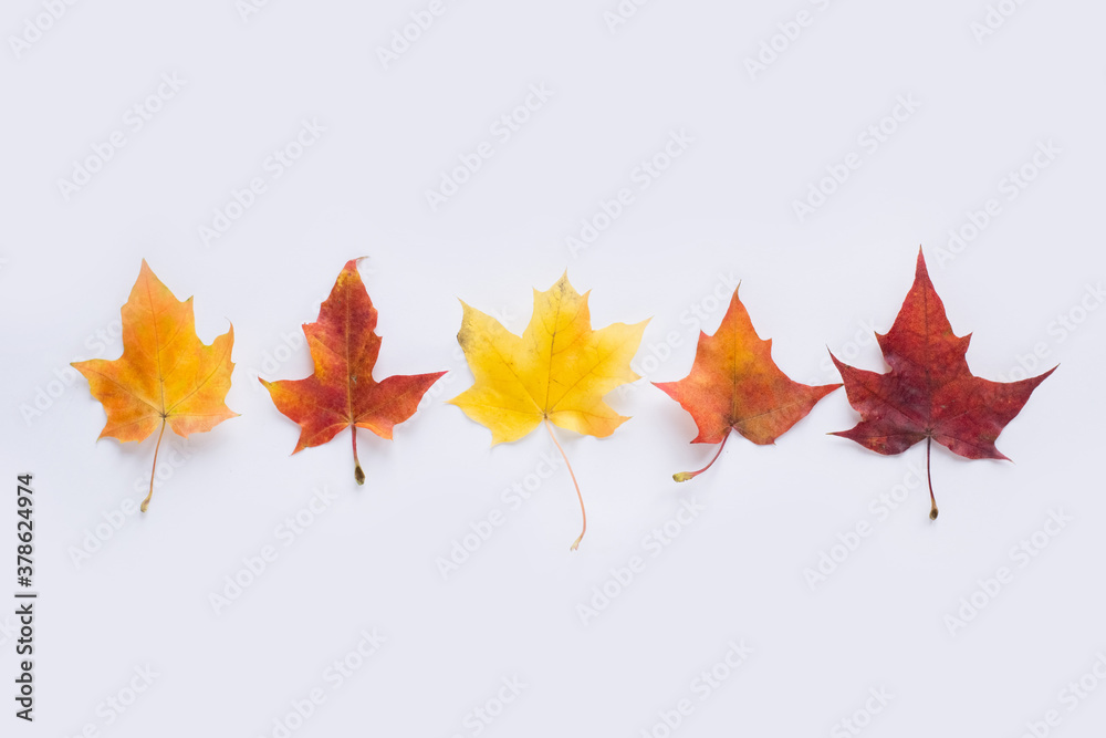 Colorful autumn leaves on white background Colorful autumn leaves on white background