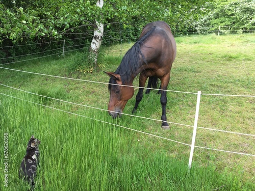 A large horse and a small cat looking at each other. Outside at a green landscape with a fence keeping them apart. They are both young and curious. Eskilstuna, Sweden.
