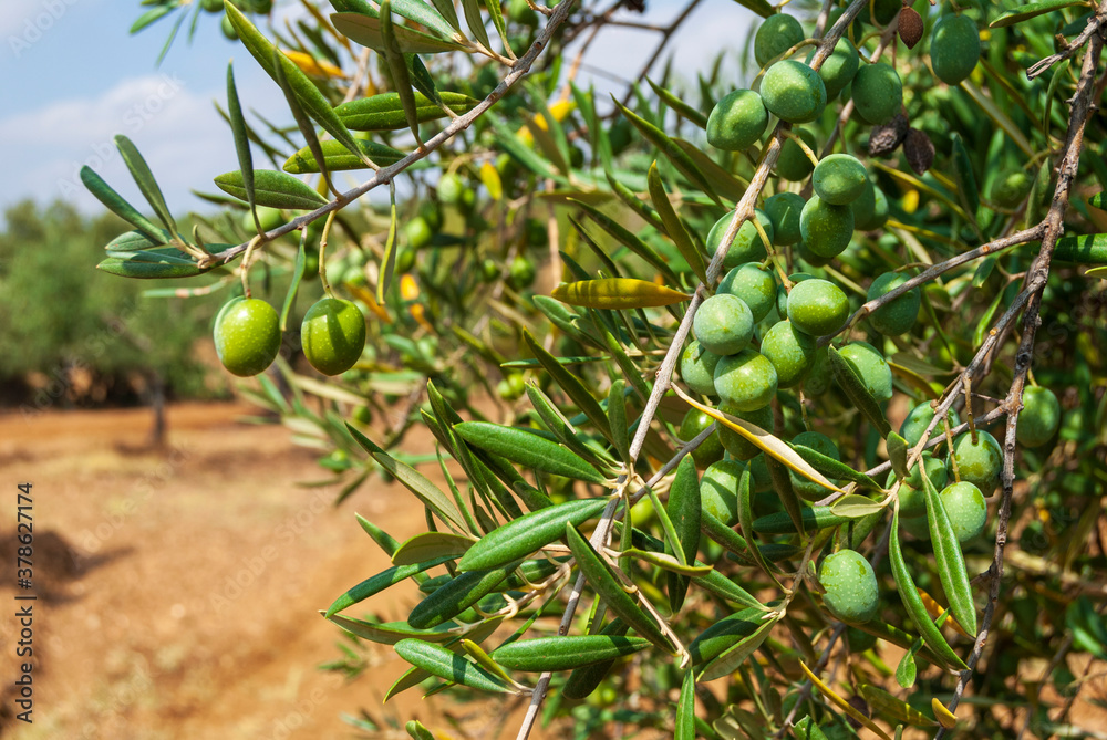 Olives in the countryside of Extremadura Olives in the countryside of Extremadura