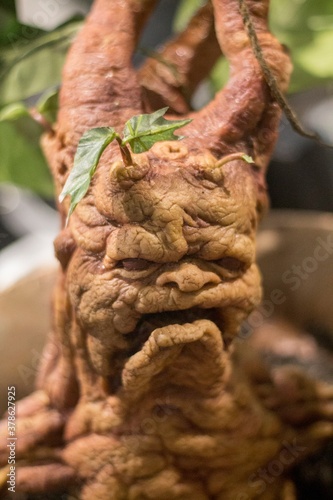 Close up of a mandrake