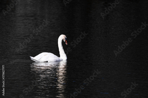 Fototapeta Naklejka Na Ścianę i Meble -  White swan in dark water