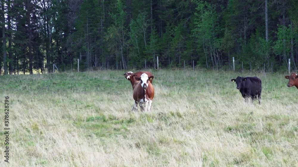 Small herd of free range cattle on rural farm, red white and black cows grazing in pasture. One red pied, undaunted cow stands provocative, self-assured, full body in front of the camera Small herd of free range cattle on rural farm, red white and black cows grazing in pasture. One red pied, undaunted cow stands provocative, self-assured, full body in front of the camera