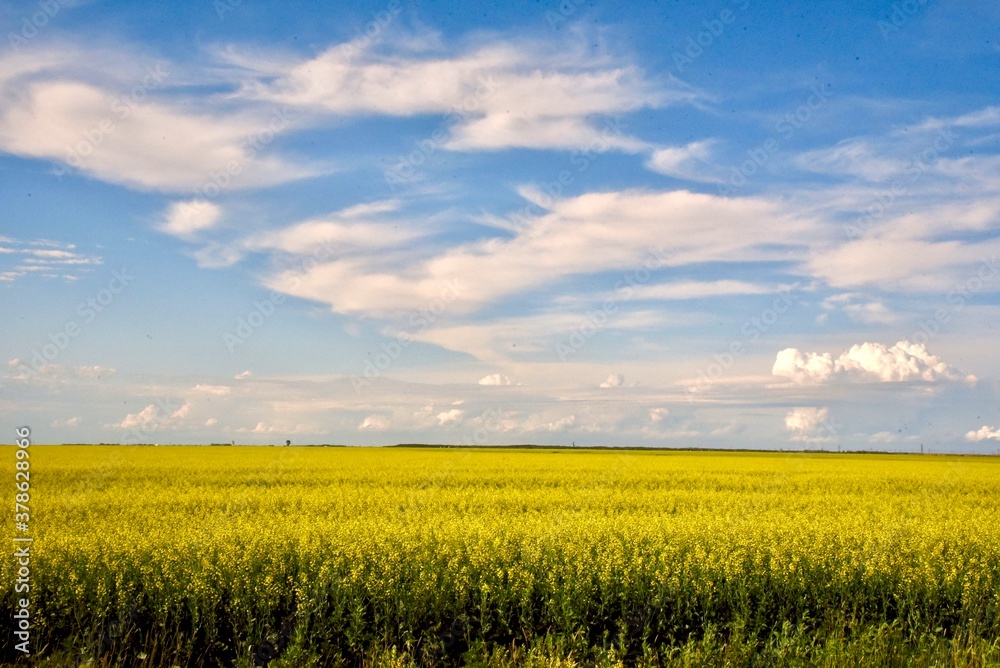 A field of canola is ready to harvest as it waits under a blue cloud filled sky on a summer day