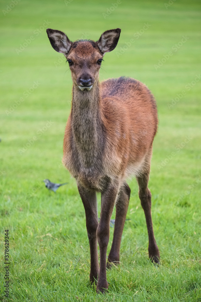 Fototapeta premium Young Deer
