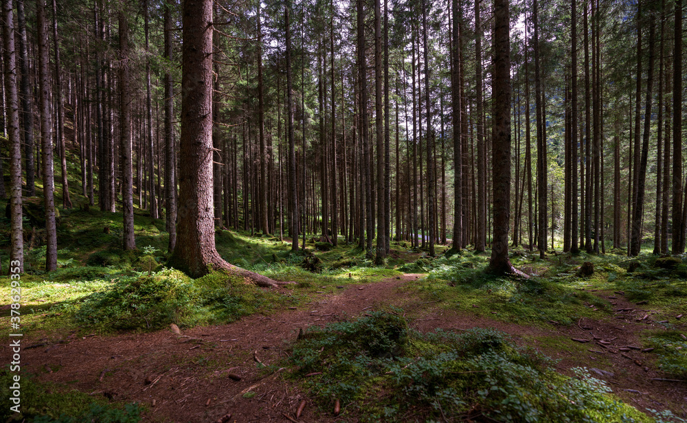 Wald bei Riesachwasserfall in der Steiermark 