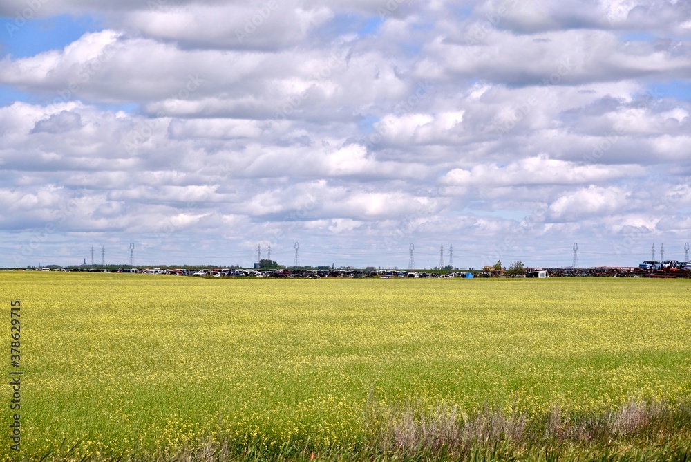 Manitoba canola field under a blue cloud filled sky Manitoba canola field under a blue cloud filled sky