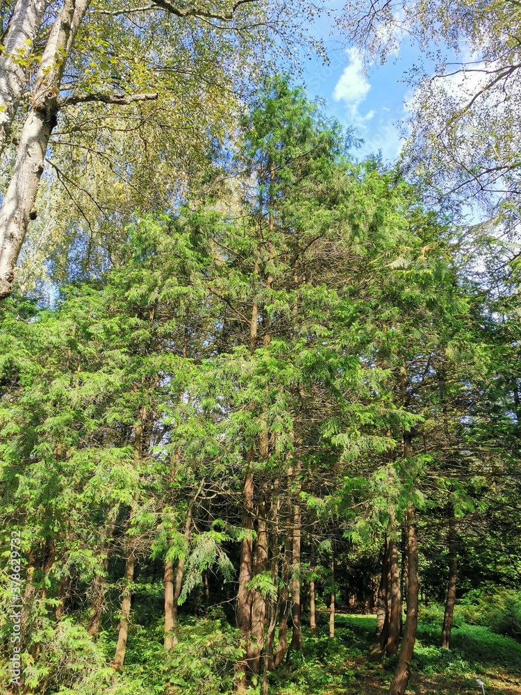 Fototapeta premium trees in the forest