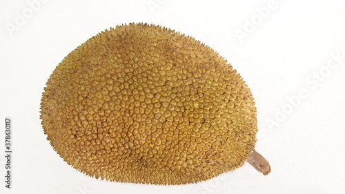 Jackfruit, Artocarpus heterophyllus, is a tropical tree whose fruit is known as jackfruit on a white background