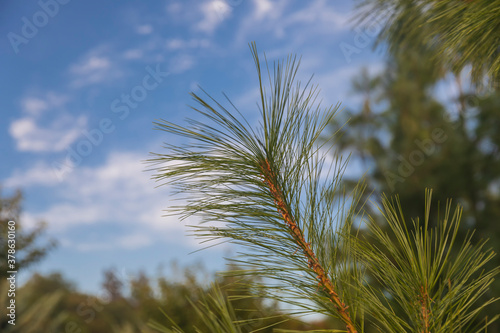 Beautiful branch of a Christmas tree in nature