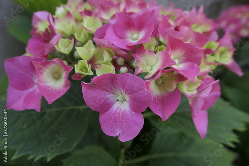 close up of a pink flower
