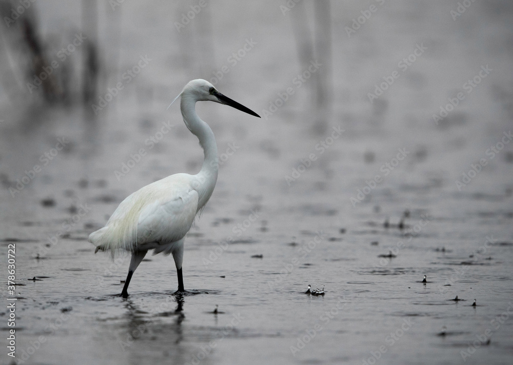 Intermediate Egret fishing during rain at Asker Marsh, Bahrain Intermediate Egret fishing during rain at Asker Marsh, Bahrain