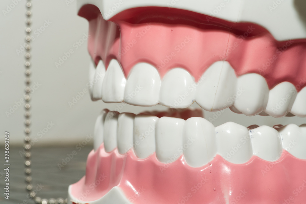 Fototapeta premium Educational dental model, jaws with white teeth close up, front angle view, selective focus