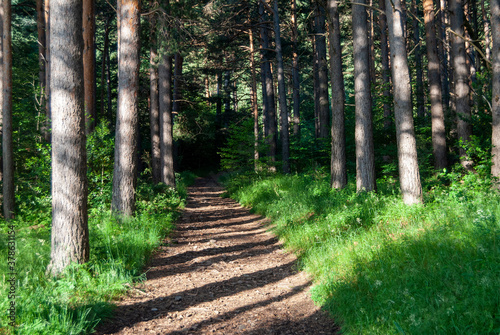 Path between shadows of trees on Mount Moncayo