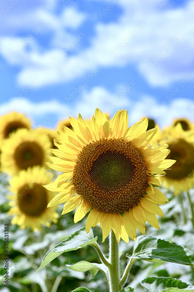 A close up of sunflowers in a field on a summer day. The sky is blue and filled with clouds
