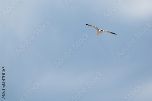 seagull in the sky