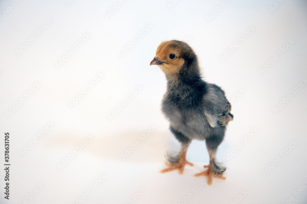 baby chicken on white baby chicken on white
